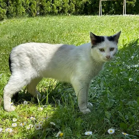 بيت للعطل ريزيدنس غرين